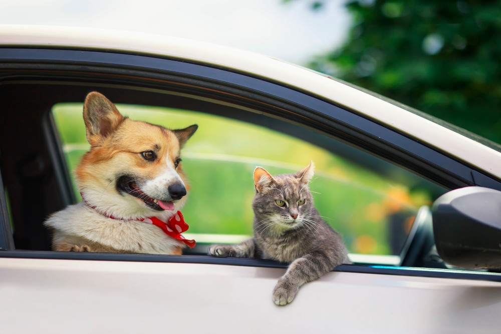 Podróż z kotem w samochodzie