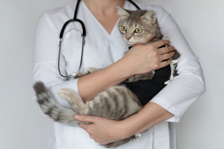 Jak opiekować się kotem po operacji?