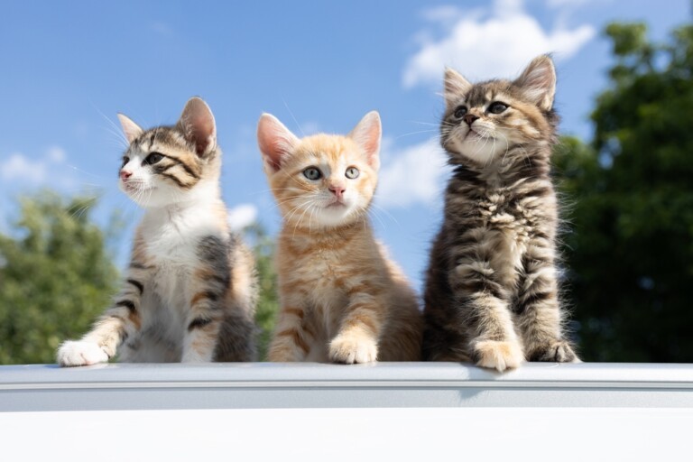 Koty miniaturki – czy znasz najmniejsze koty świata? Poznaj nasze top 7 małych ras