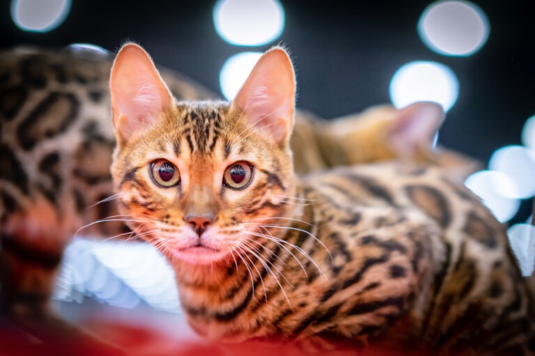 Kot Ashera to rasa mruczków, która uchodzi za najdroższe koty świata – poznaj cenę, hodowle i ich popularność na świecie