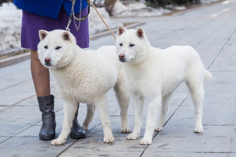 Najciekawsze informacje o psie rasy kishu – japońskiego szpica myśliwskiego
