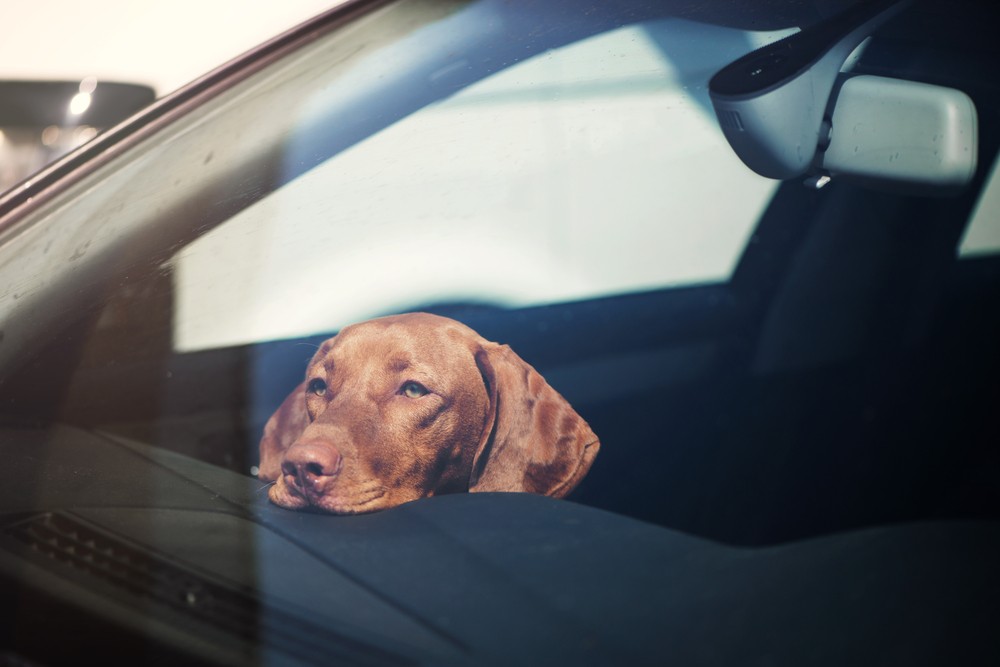 Pies sam w samochodzie podczas upału - jak reagować?