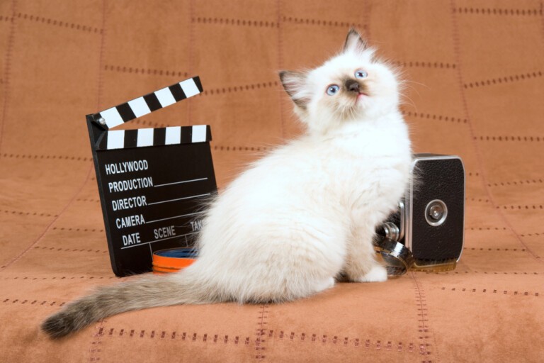 Najpopularniejsze postacie kotów z bajek filmów i seriali