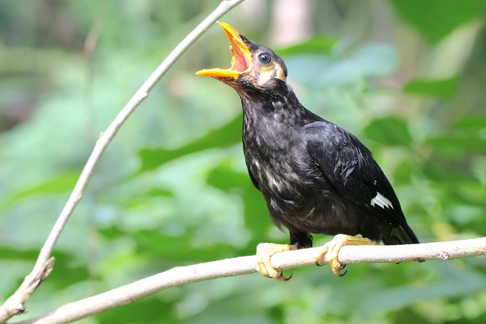 Jak Ptaki Uczą Się Naśladować Ludzkie Głosy?
