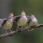 Jak Ptaki Uczą Się Naśladować Ludzkie Głosy?