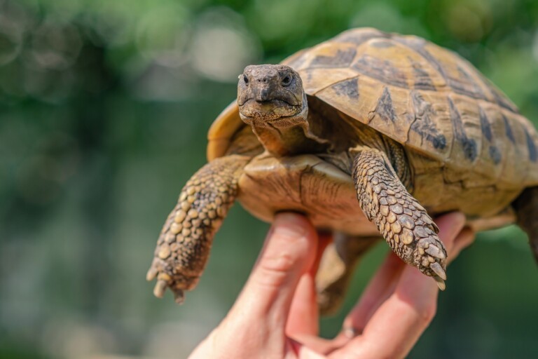 Żółw grecki (Testudo hermanni) – hodowla, występowanie i środowisko życia