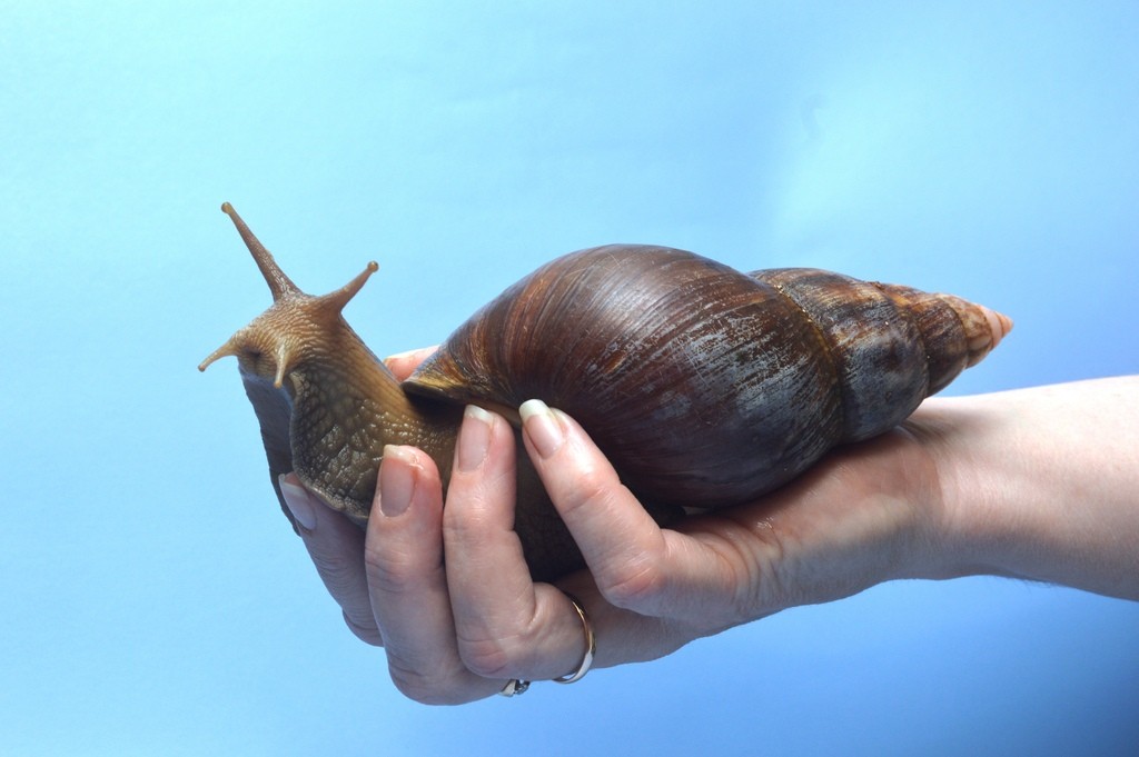 Achatina