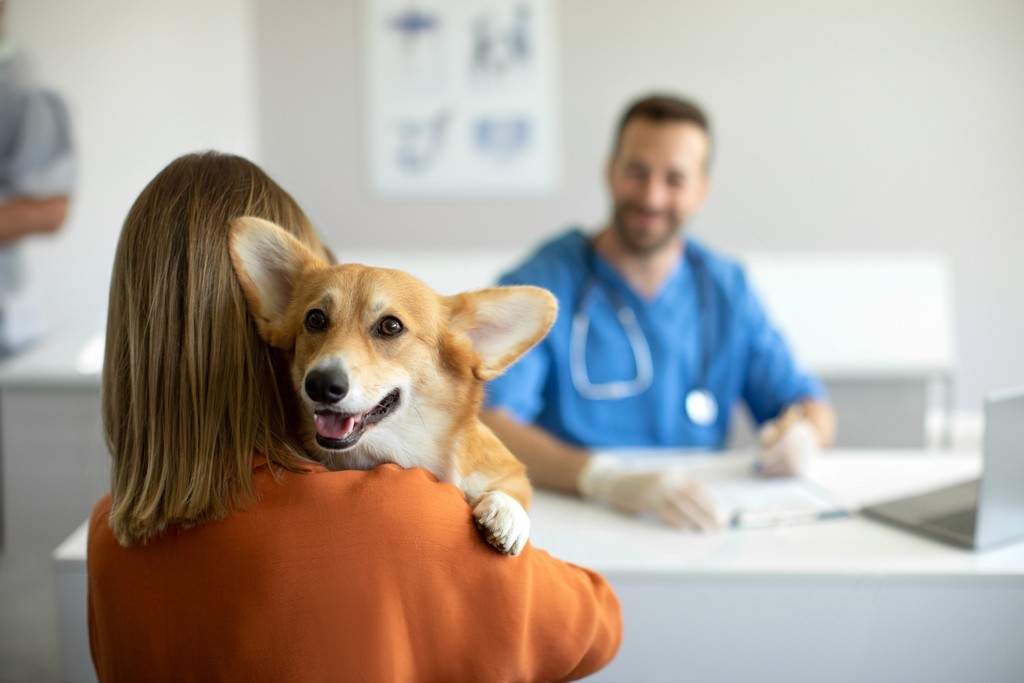 Jak przygotować psa na wizytę do lekarza weterynarii?