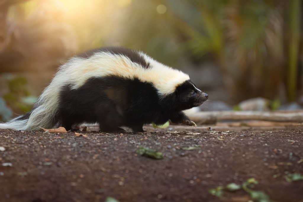 Skunks