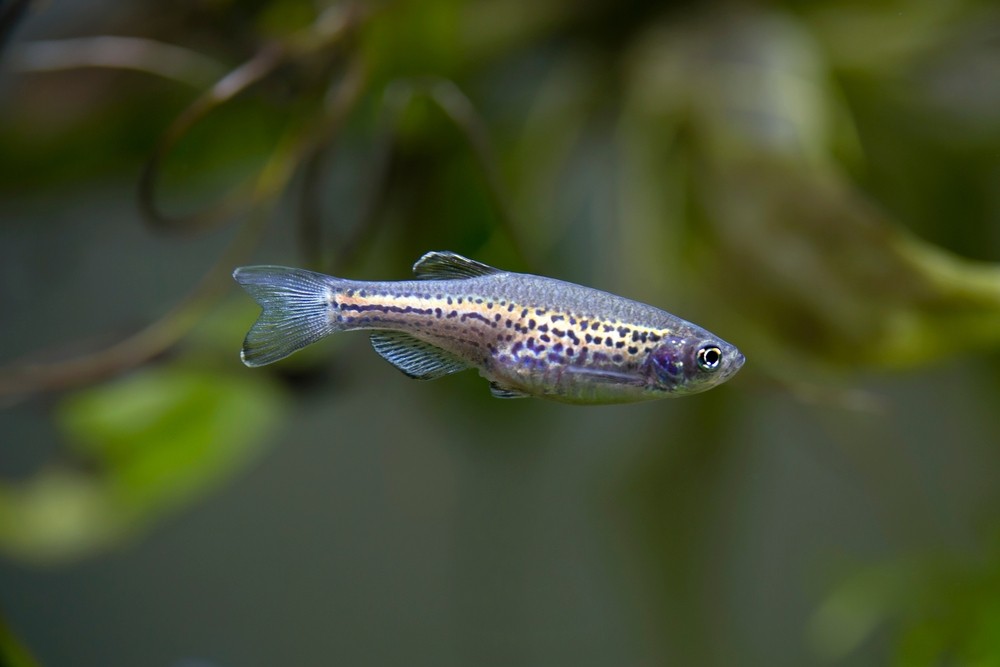 Danio