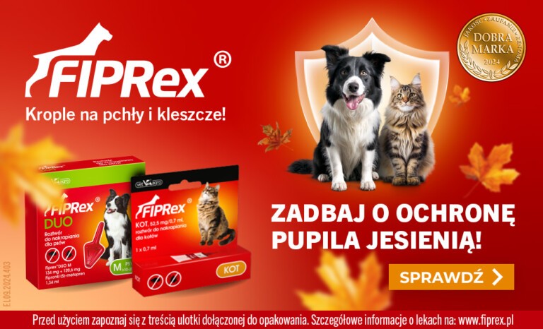 Zabezpieczenie psów i kotów przed kleszczami na jesień