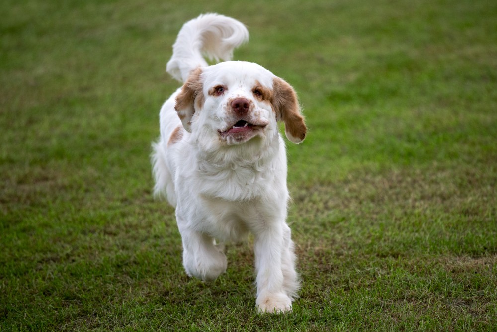 Clumber spaniel