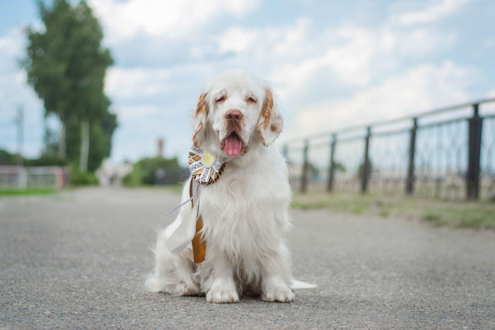 Clumber spaniel