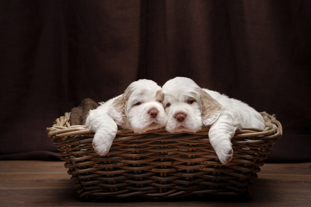 Clumber spaniel