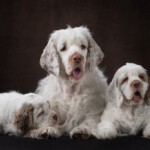 Clumber spaniel