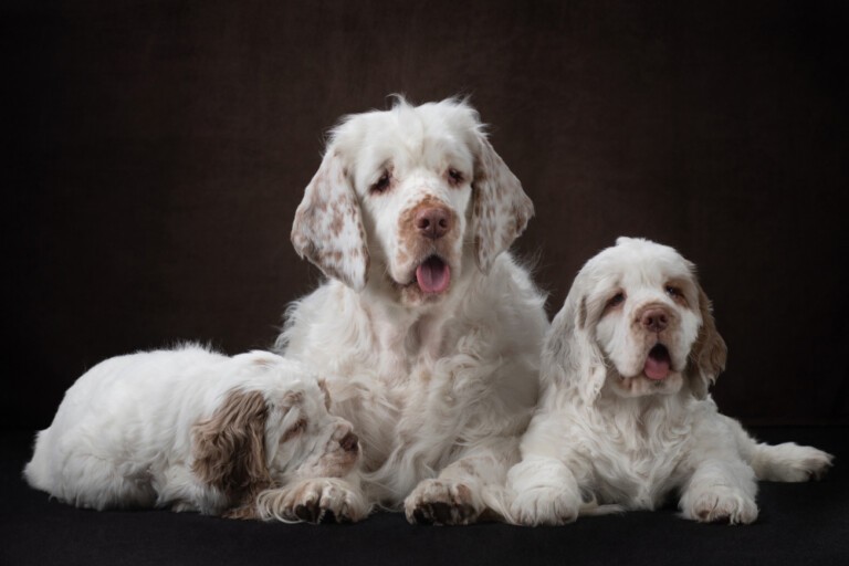 Clumber spaniel - łagodny olbrzym wśród spanieli