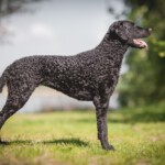 Curly Coated Retriever