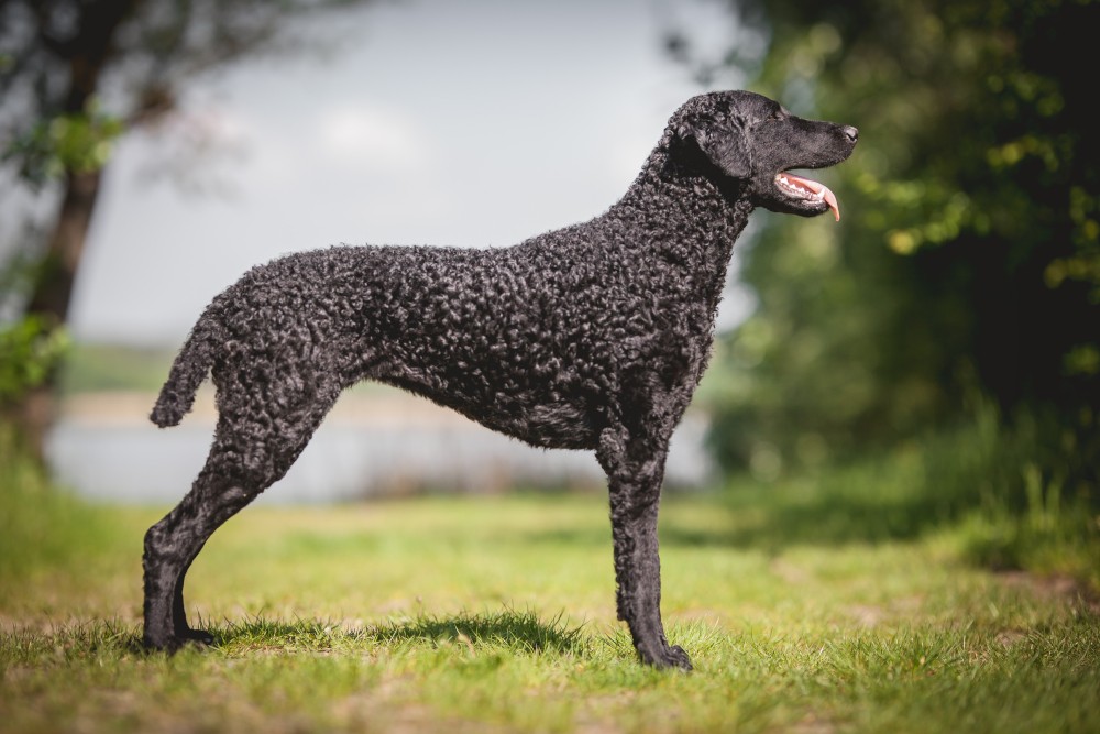 Curly Coated Retriever