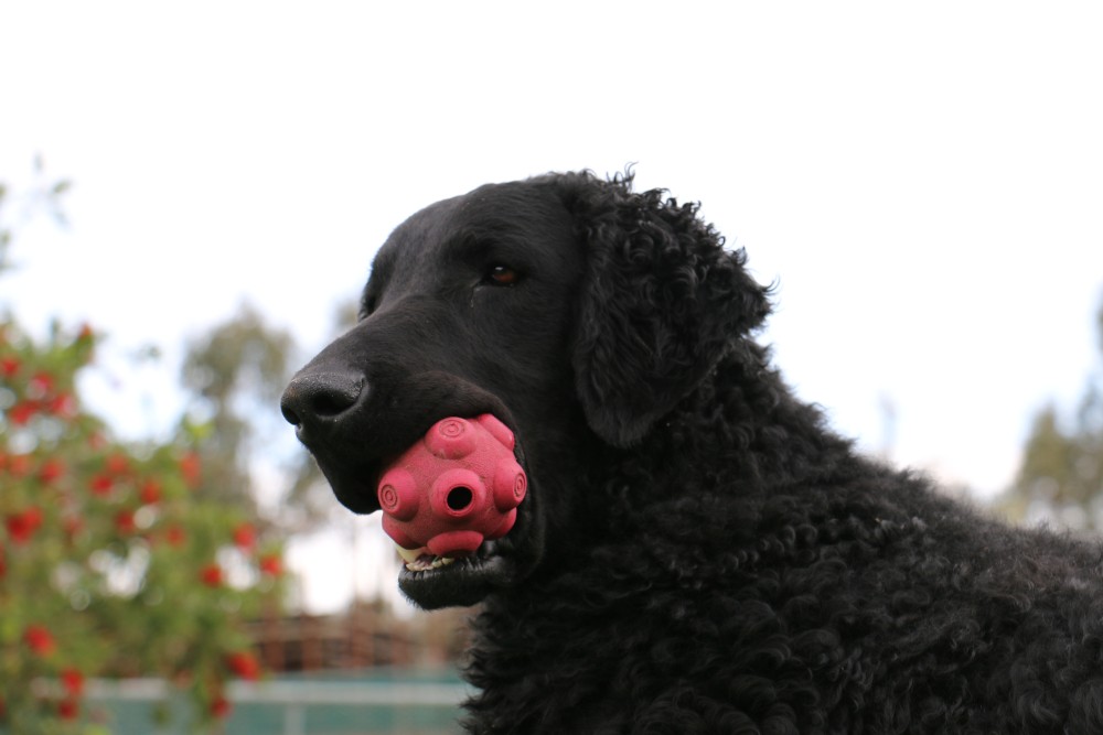 Curly Coated Retriever 