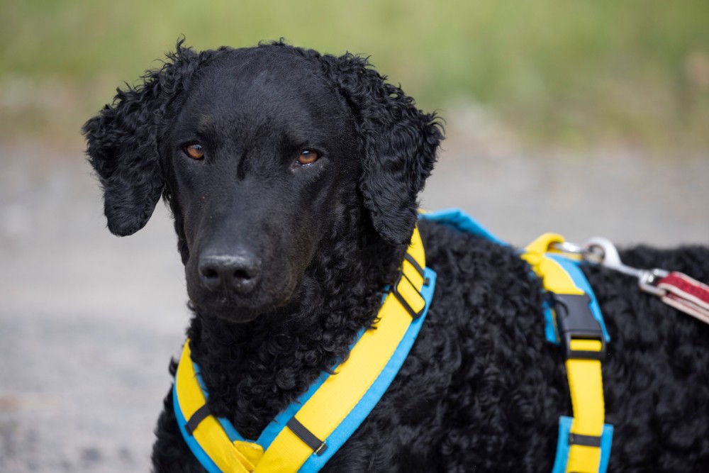 Curly Coated Retriever 