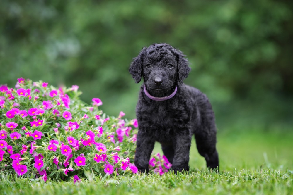 Curly Coated Retriever 