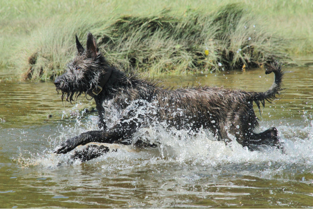 owczarek pikardyjski