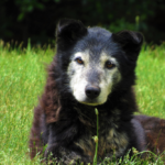 Zdjęcie psa seniora leżącego na trawie