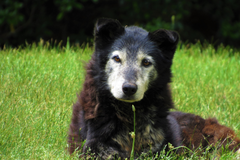 Letnie upały a ryzyko dla serca i układu krążenia u starszych psów i kotów
