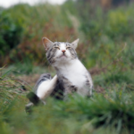 Zdjęcie drapiącego się kota