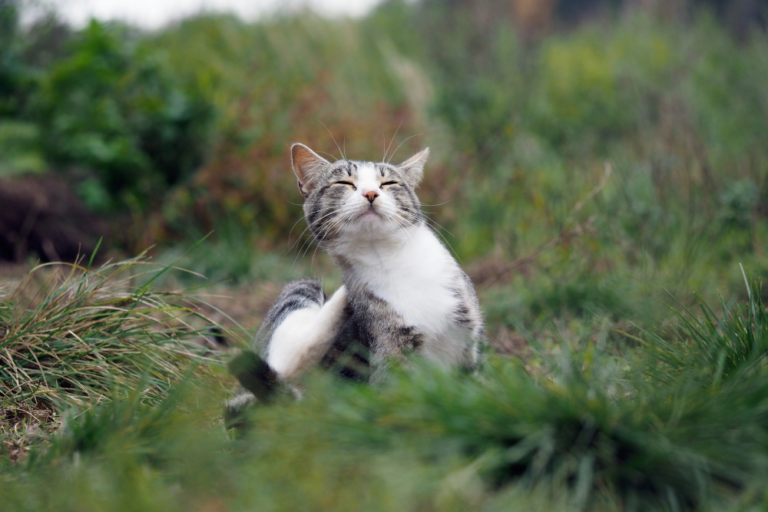 Objawy i leczenie robaków u kota