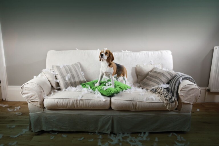 Przyczyny stresu emocjonalnego u zwierząt