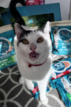 Purina One Cat Adult Karma z łososiem dla kota 800g