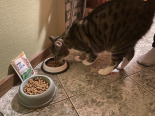CAT CHOW Sensitive Karma dla kotów z łososiem i cukinią w sosie 26x85g
