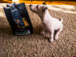 PRO PLAN Healthy Start Small & Mini Puppy Karma dla szczeniąt bogata w kurczaka 7kg