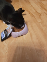 Purina Pro Plan Indoor Adult z łososiem dla kotów 26x85g Purina Pro Plan Indoor Adult z łososiem dla kotów 26x85g