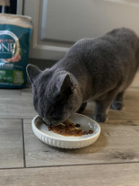 Purina One Cat Adult Karma z wołowiną dla kota 800g