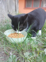 PURINA Pro Plan Cat Sterilised Duck & Liver 10kg