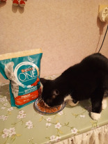 Purina One Sterilcat Bogata w Wołowinę i Pszenicę 9,75kg Purina One Sterilcat Bogata w Wołowinę i Pszenicę 9,75kg