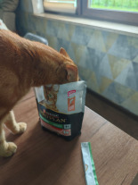Purina Pro Plan Sterilised z rybą oceaniczną dla kota 85g
