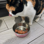 Purina Pro Plan Senior Longevis kotów mus z tuńczykiem 24x85 g Purina Pro Plan Senior Longevis kotów mus z tuńczykiem 24x85 g