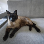 Purina Pro Plan Senior Longevis kotów mus z tuńczykiem 24x85 g Purina Pro Plan Senior Longevis kotów mus z tuńczykiem 24x85 g