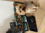 PRO PLAN Sensitive Digestion Small & Mini Karma dla psów bogata w jagnięcinę 7kg