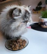 CAT CHOW Sensitive Karma dla kotów z łososiem i cukinią w sosie 85g