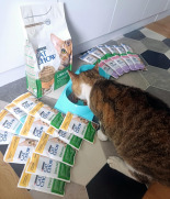 CAT CHOW Sensitive Karma dla kotów z łososiem i cukinią w sosie 85g CAT CHOW Sensitive Karma dla kotów z łososiem i cukinią w sosie 85g