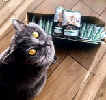 PRO PLAN Adult Wilgotny pasztet z kurczakiem Mokra karma dla kota 85g PRO PLAN Adult Wilgotny pasztet z kurczakiem Mokra karma dla kota 85g