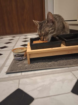 PRO PLAN Kitten Mus z Kurczakiem Mokra karma dla kociąt 12x85g PRO PLAN Kitten Mus z Kurczakiem Mokra karma dla kociąt 12x85g