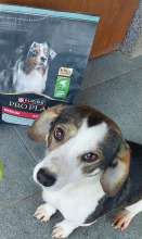 PRO PLAN Everyday Nutrition Adult Karma dla psów bogata w rybę w galaretce 6x400g