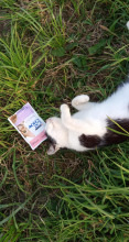 CAT CHOW Sterilised Karma dla kotów z kurczakiem i bakłażanem w sosie 85g CAT CHOW Sterilised Karma dla kotów z kurczakiem i bakłażanem w sosie 85g