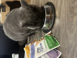 CAT CHOW Sterilised Karma dla kotów z kurczakiem i bakłażanem w sosie 85g CAT CHOW Sterilised Karma dla kotów z kurczakiem i bakłażanem w sosie 85g