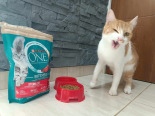 Purina One Cat Sterilcat Karma z wołowiną dla kota 800g